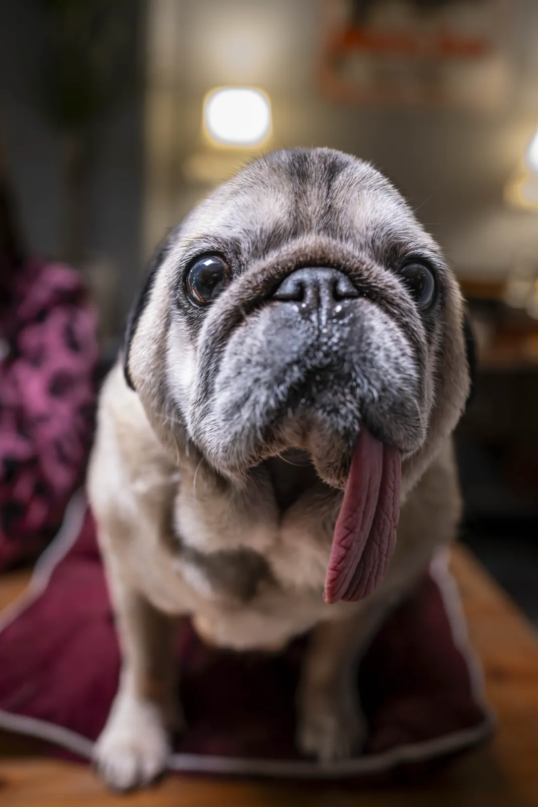 The club’s pug on a cushion under the dressing-room lights