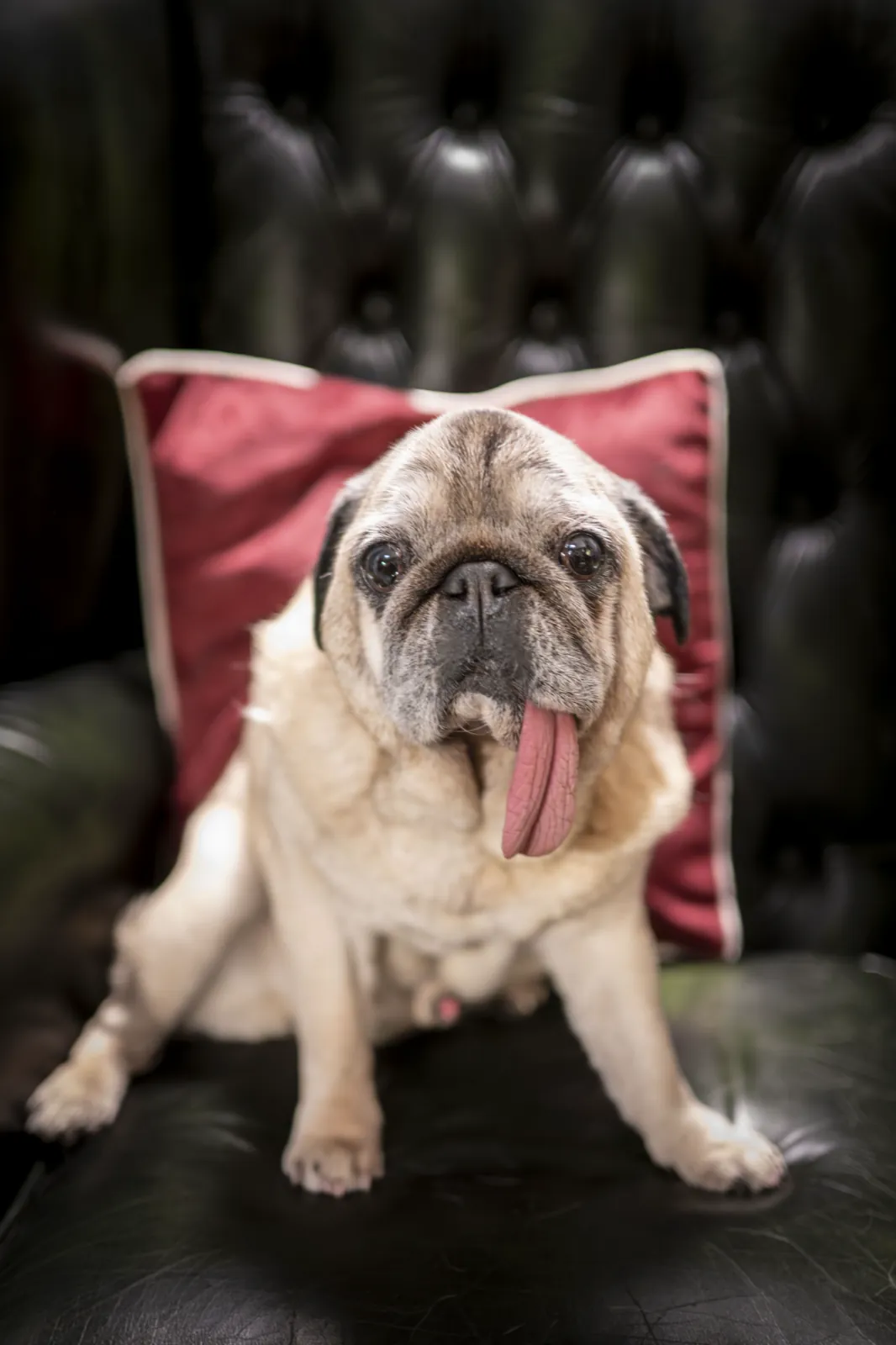 The club&rsquo;s pug sitting on a red cushion in a leather armchair